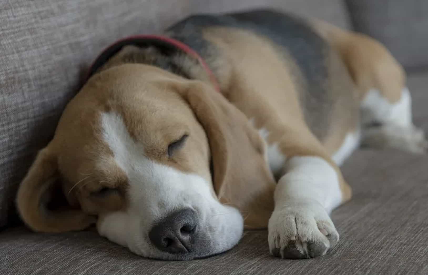 El perrito ya es grande de edad y tiene una enfermedad avanzada.