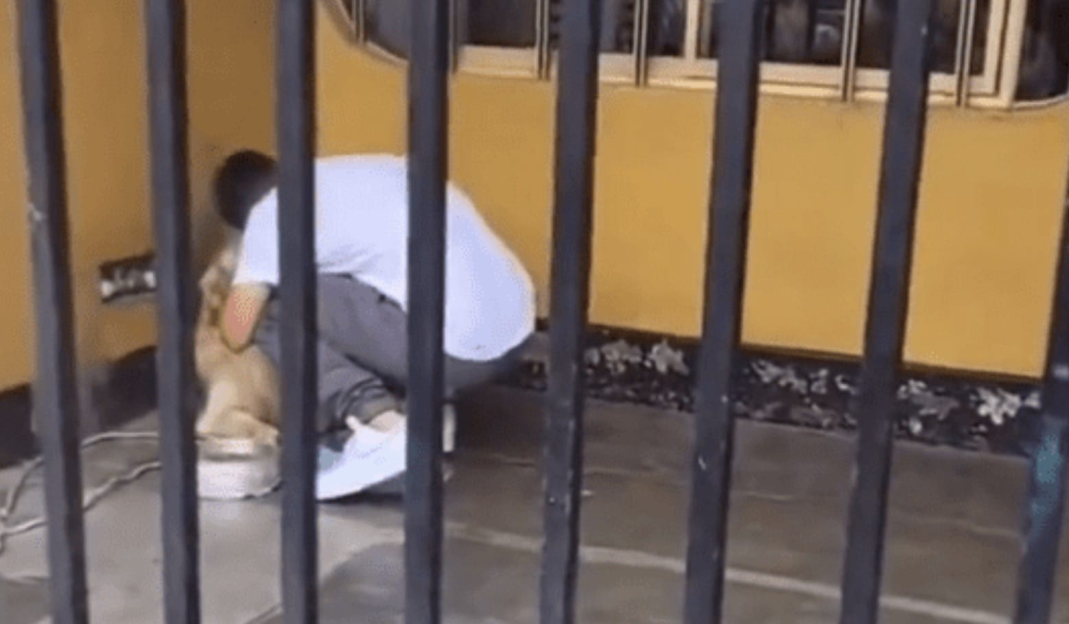 Jugador de Pumas se despide de su perrito