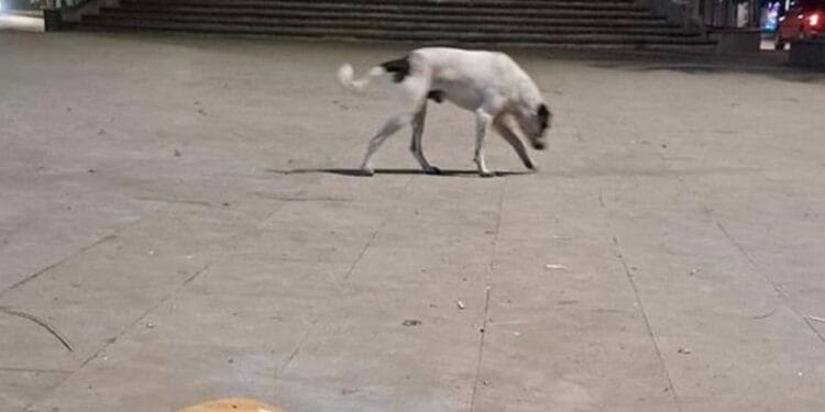 Profunda indignación generó en redes sociales un caso más de crueldad animal