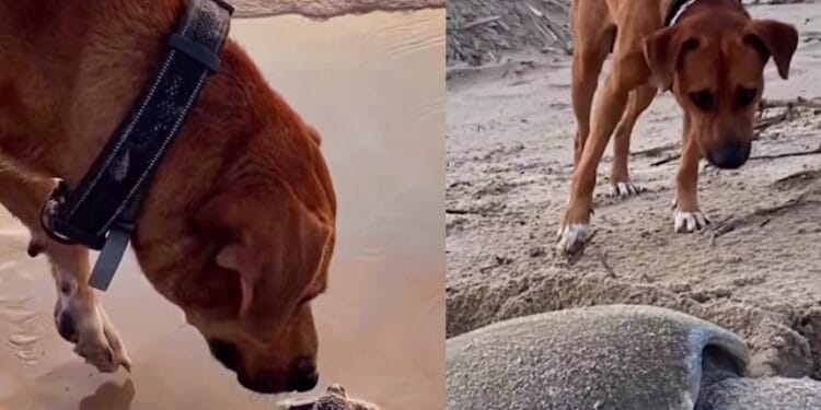 Abandonan a perrito en playa; ahora cuida de las tortugas marinas