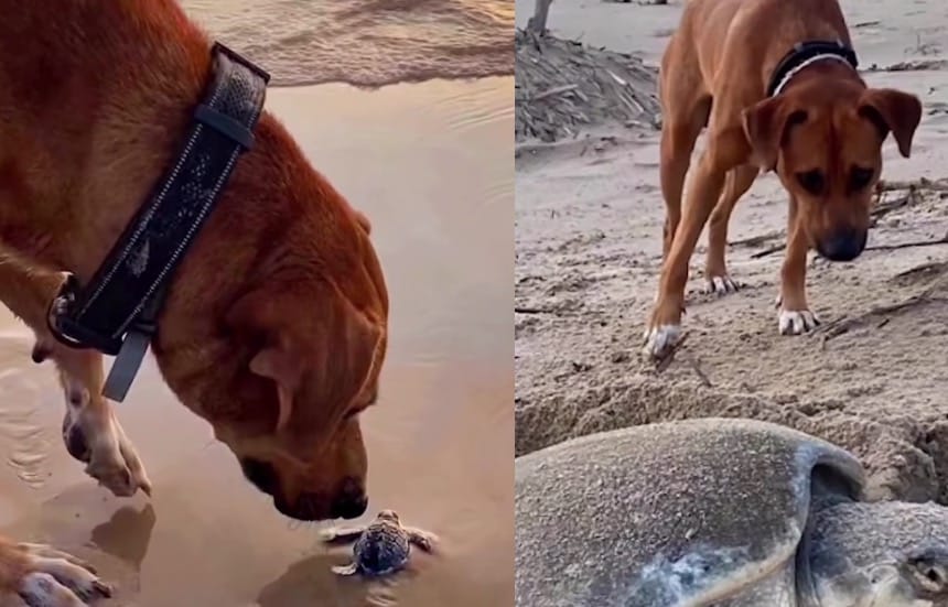 Abandonan a perrito en playa; ahora cuida de las tortugas marinas