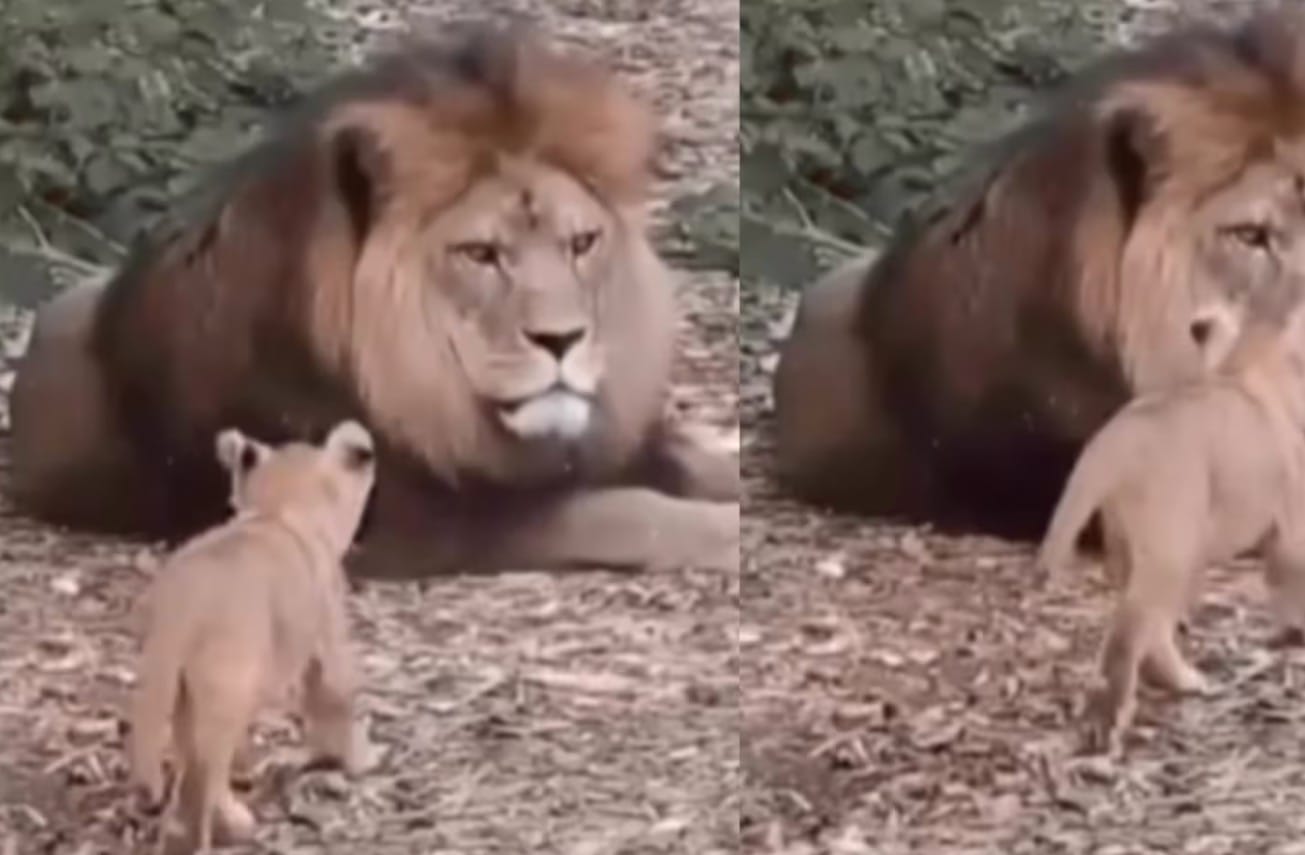 El video es un recordatorio de la importancia de preservar la vida silvestre y respetar los vínculos naturales en su hábitat.