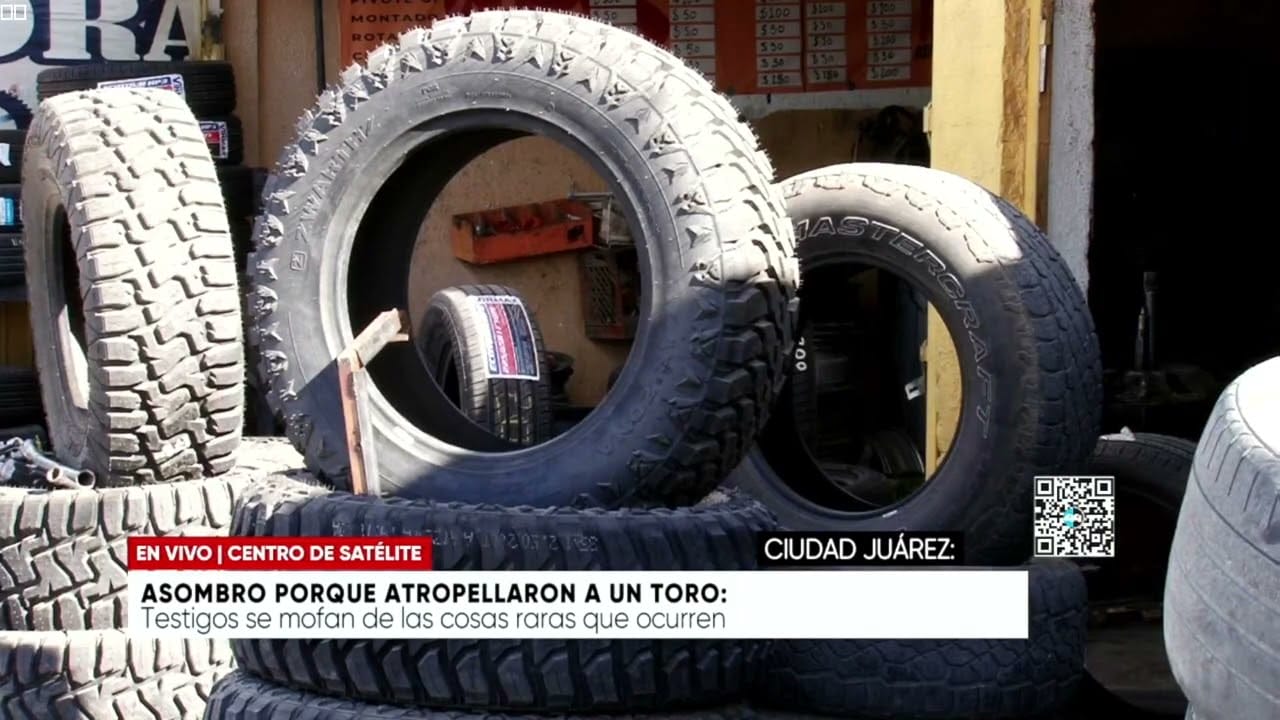 Asombro porque atropellaron a un toro