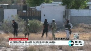 Un perro traía cráneo en hocico en El Sauzal. Noticias en tiempo real