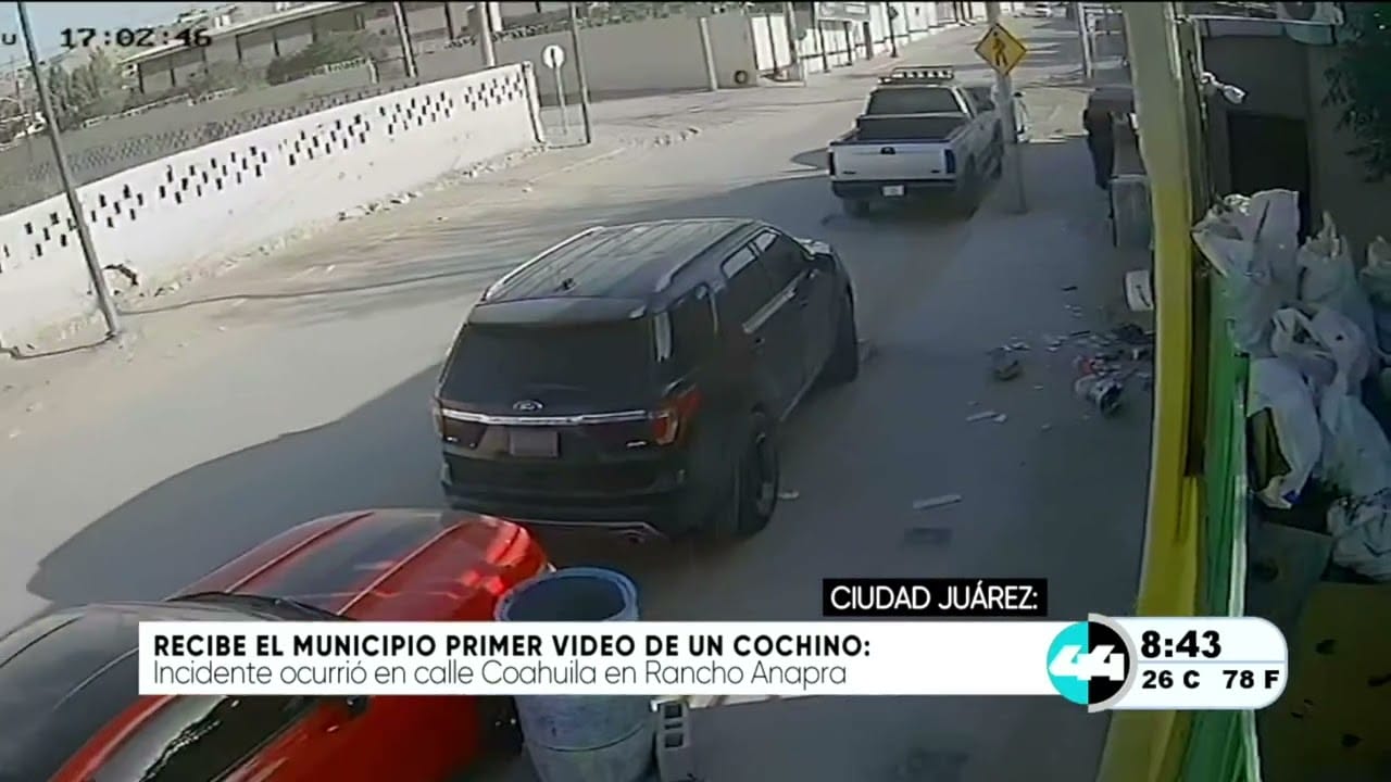Recibe el municipio primer video de un cochino