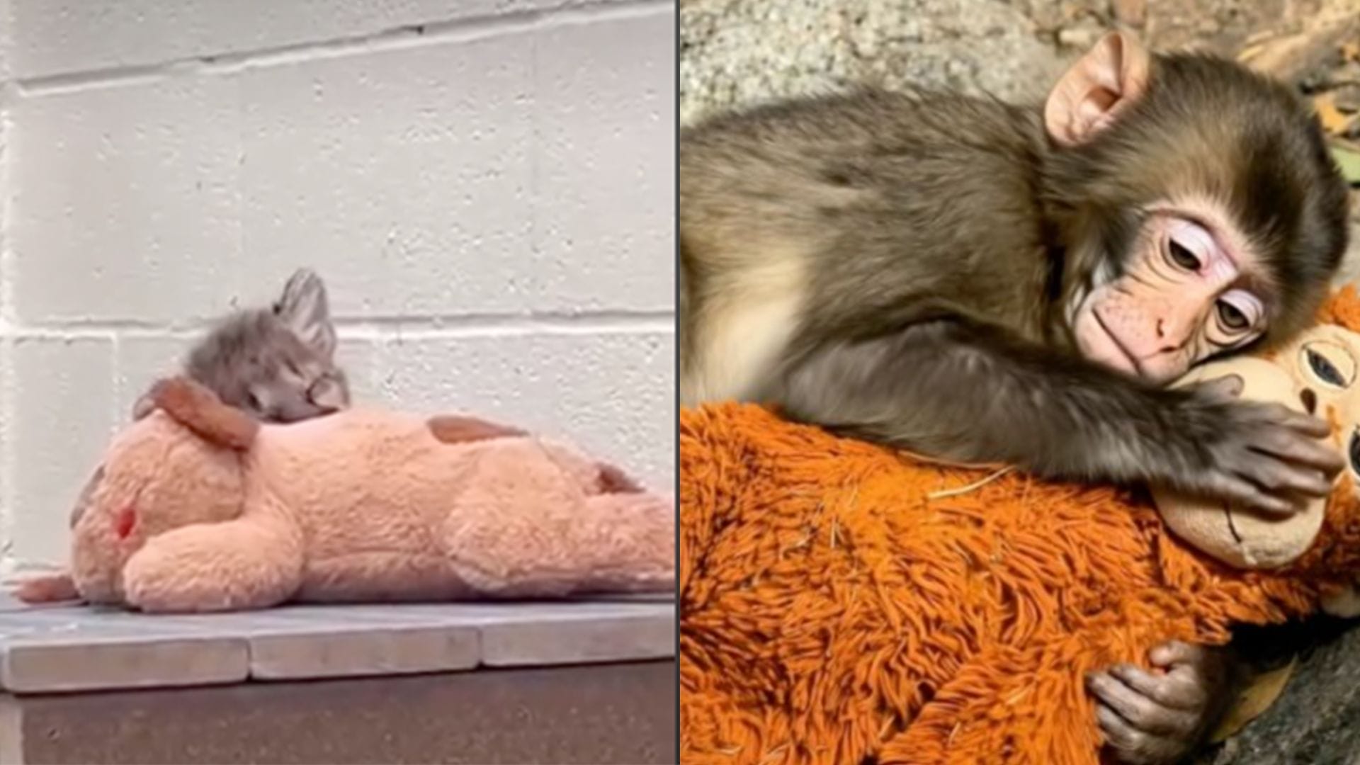 Ellos son los otros animalitos que tienen peluches de apoyo al estilo de "Punch"